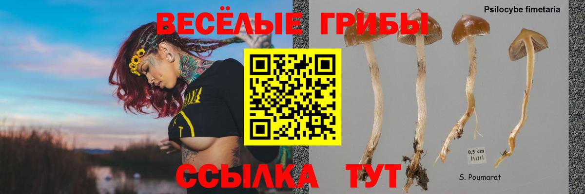 Галлюциногенные грибы Cubensis Лесосибирск